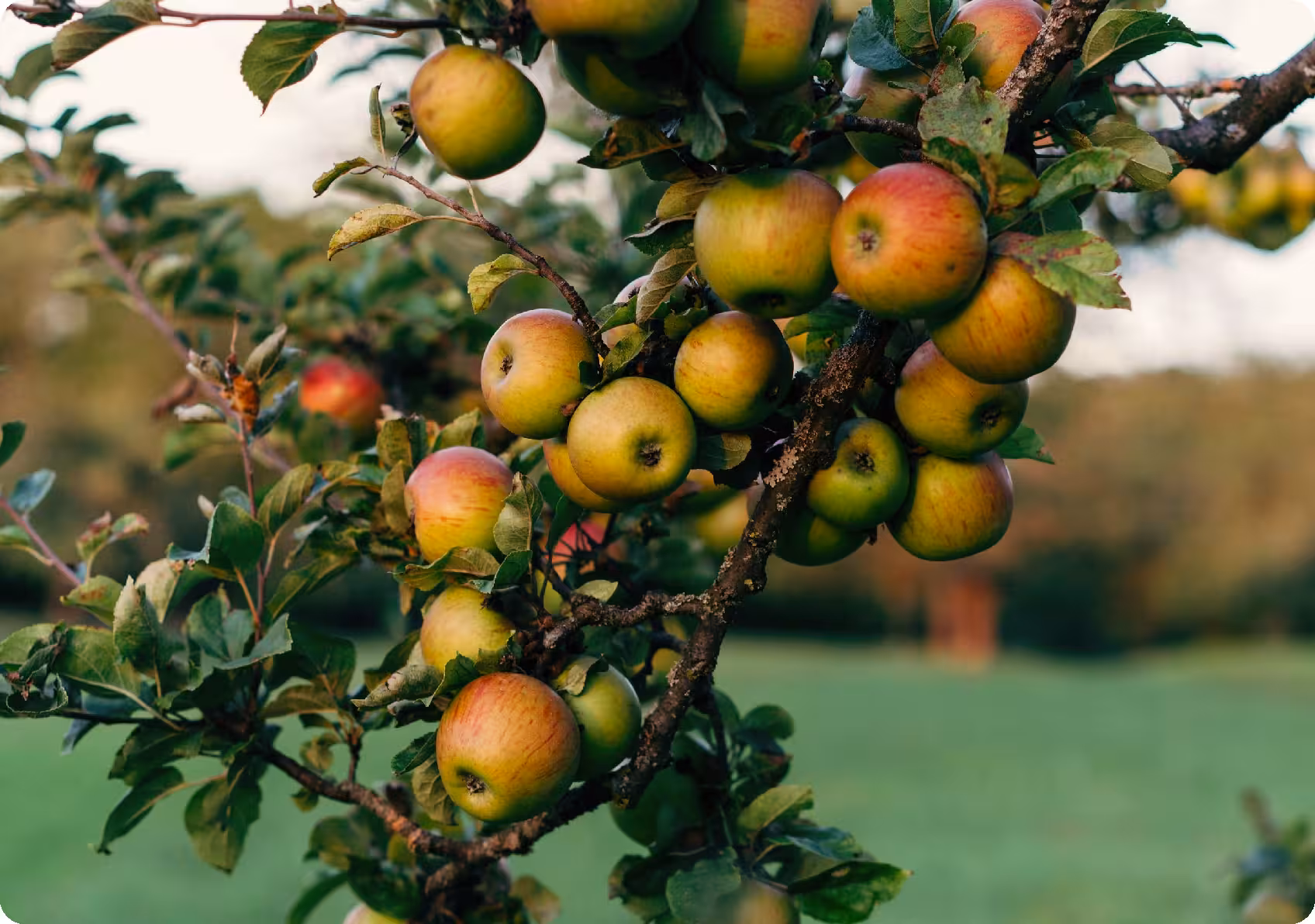 Садівництво