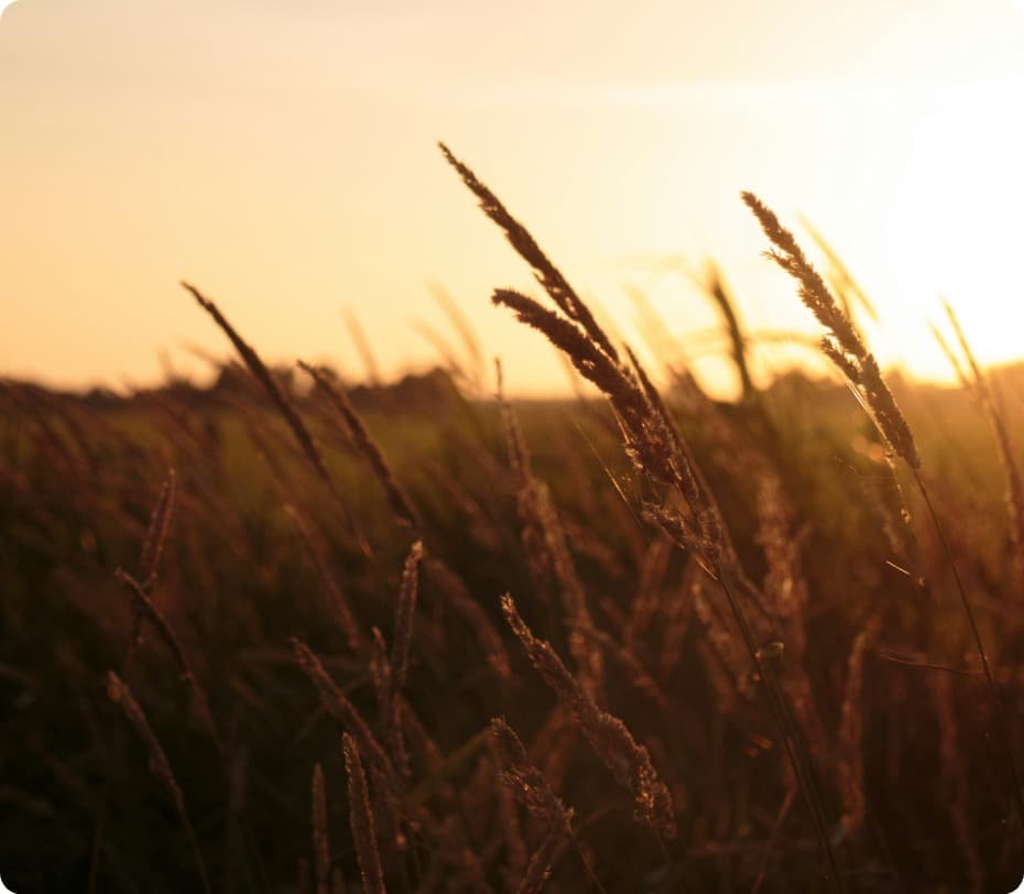 Посів зернових культур на полях Млинівська Чайка